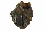 Fossil Ankylosaur Tooth - Judith River Formation #108124-1